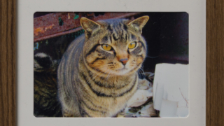Thumbnail of post image 030